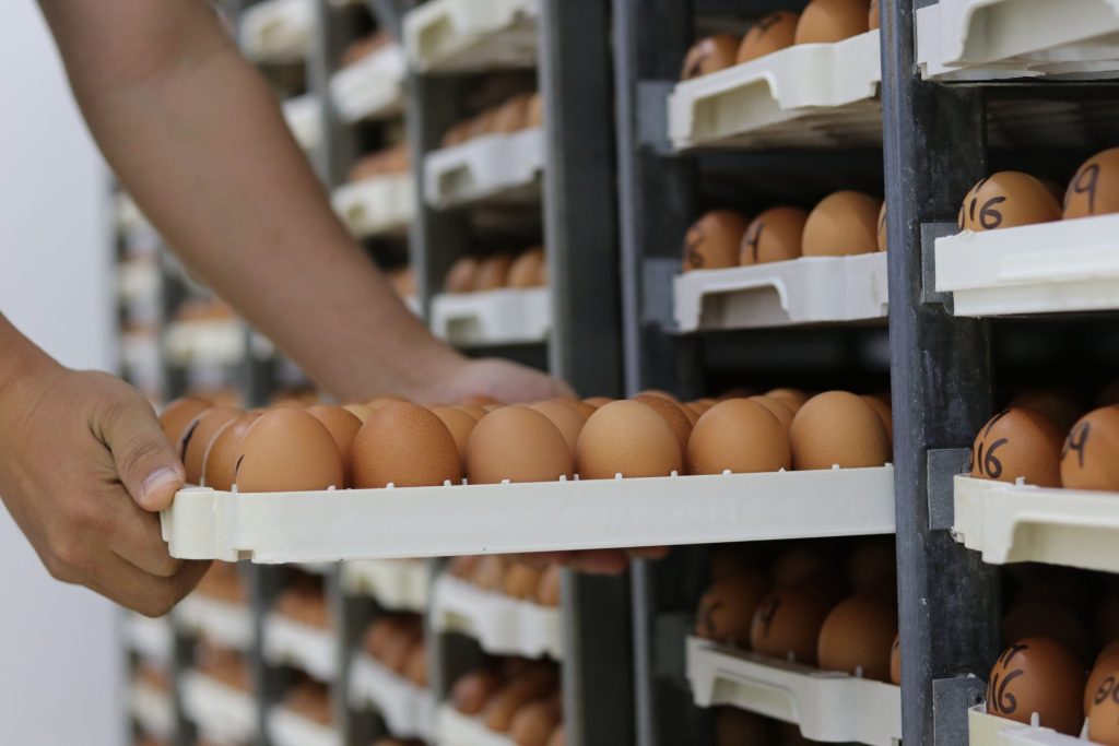 Close-up of hands organizing multiple egg trays on shelves in a warehouse environment.